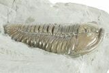 Prone Flexicalymene Trilobite - Mt Orab, Ohio #380343-2